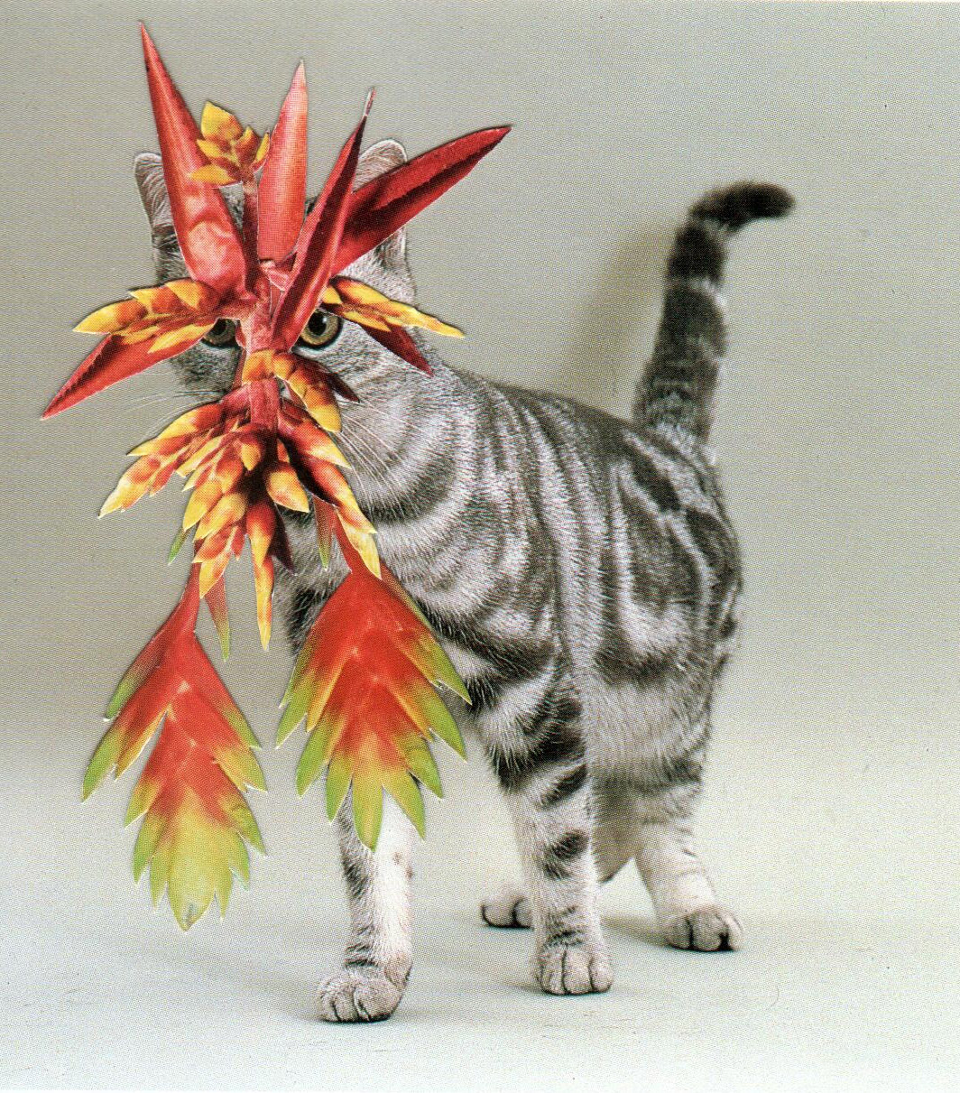 Cats&Plants Stephen Eichhorn 洋書 猫 写真集 福袋セール】 Cats Eichhorn Stephen — Plants & 洋書 - 洋書