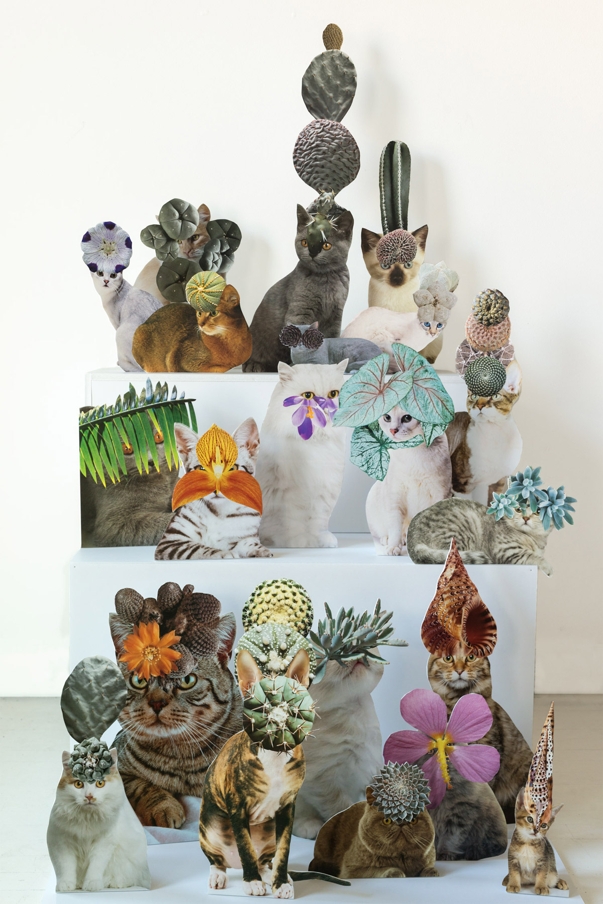 Cats and Plants Book — Cats & Plants