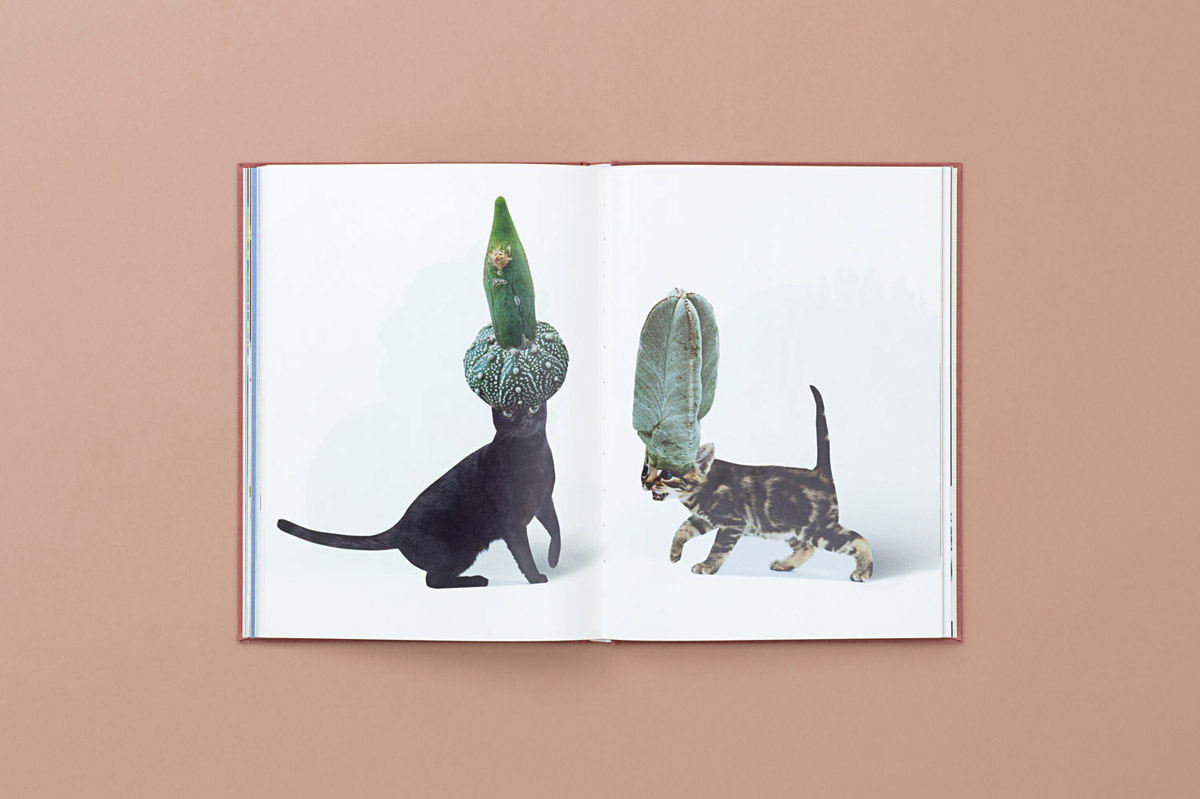 Cats & Plants” by Artist Stephen Eichhorn – BOOOOOOOM