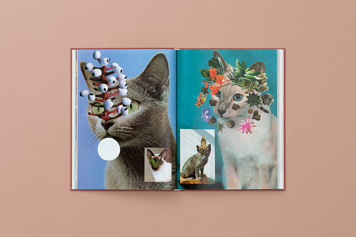 Cats & Plants” by Artist Stephen Eichhorn – BOOOOOOOM
