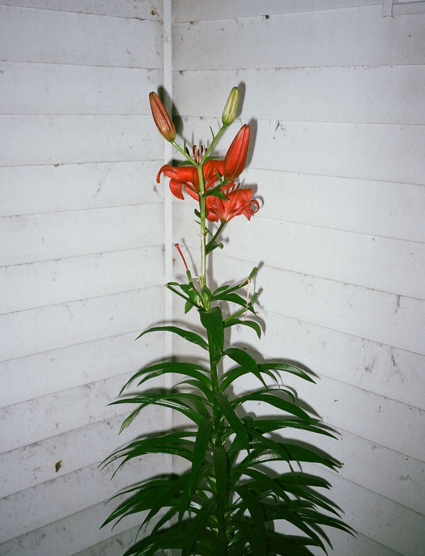 An Insatiable High – BOOOOOOOM! – CREATE * INSPIRE * COMMUNITY * ART ...