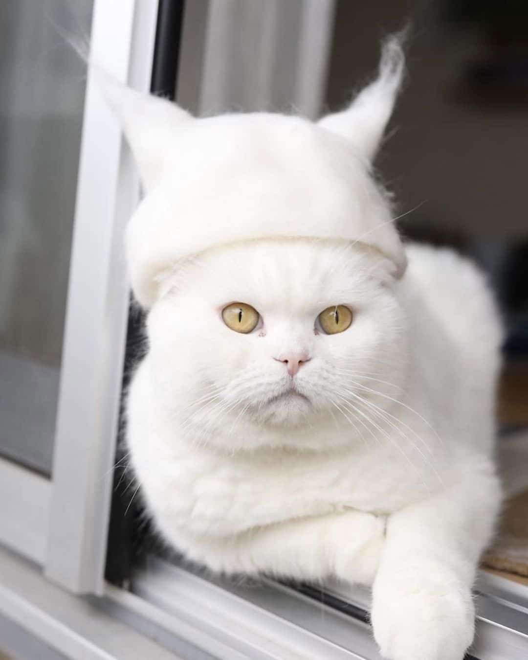 cat hair hats