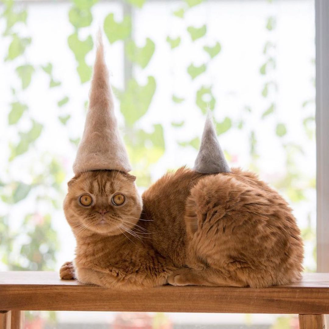 Cat Hair Cat Hats by Photographer Ryo Yamazaki – BOOOOOOOM! – CREATE *  INSPIRE * COMMUNITY * ART * DESIGN * MUSIC * FILM * PHOTO * PROJECTS