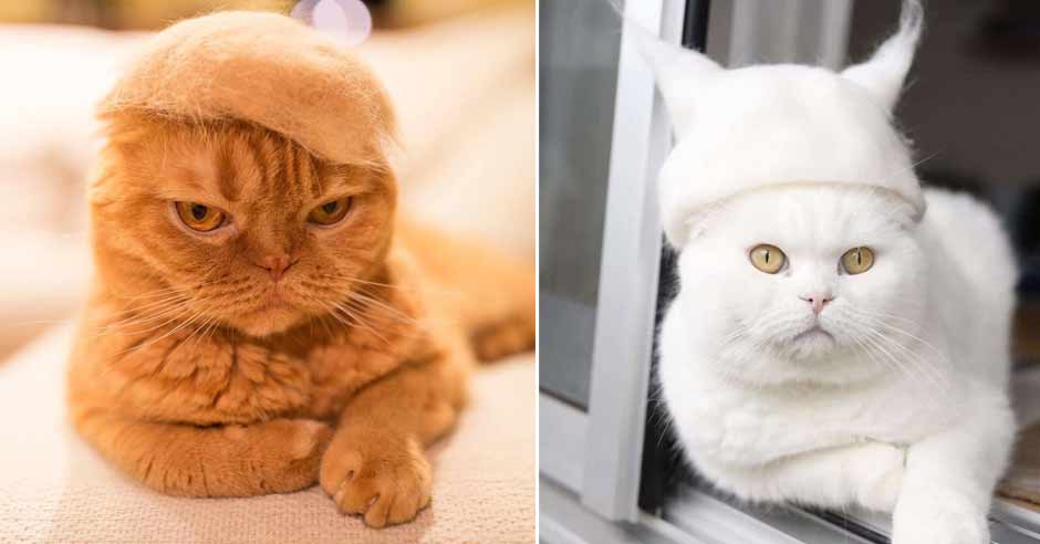 Cat Hair Cat Hats by Photographer Ryo Yamazaki – BOOOOOOOM