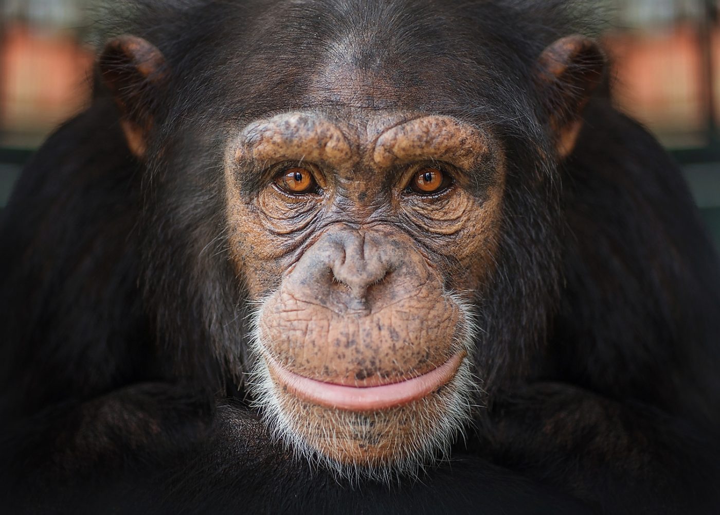 hansa chimpanzee