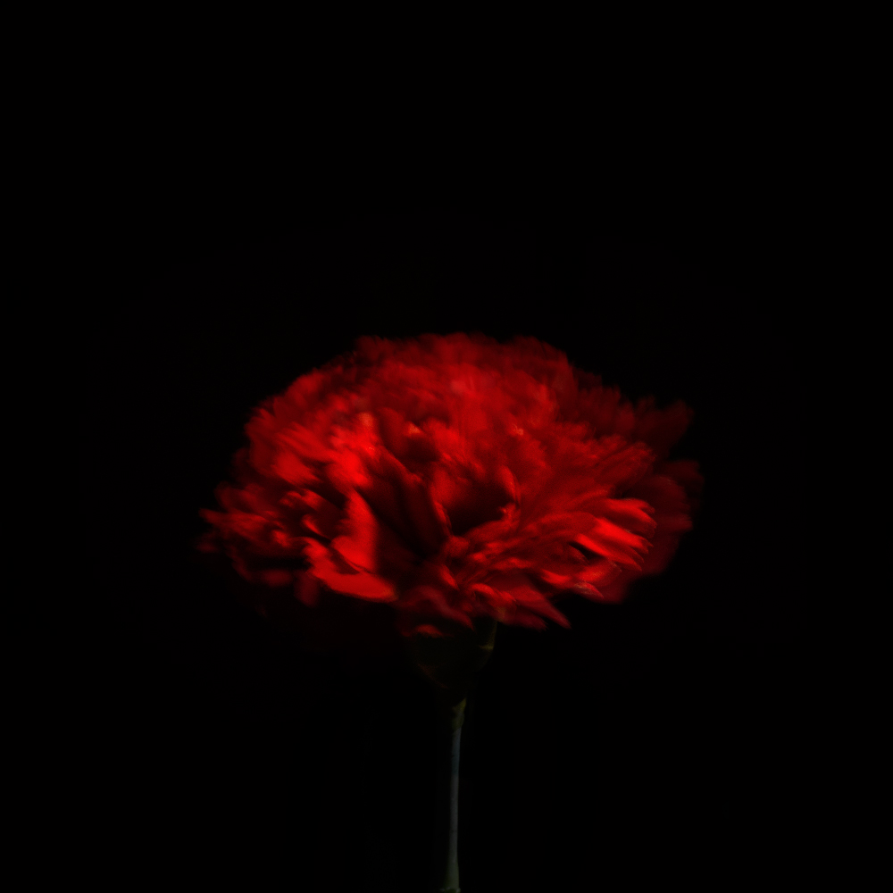 Melancholic Flowers BOOOOOOOM! CREATE * INSPIRE * COMMUNITY * ART