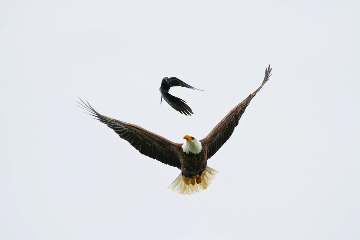 Eagle Crow photo print by Jeremy Koreski