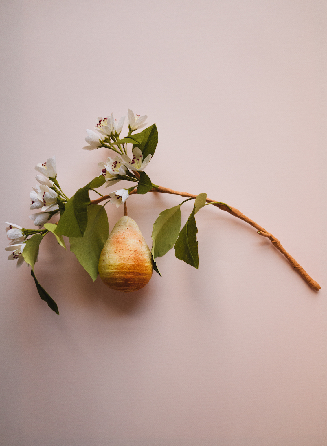 Apricot tree picture