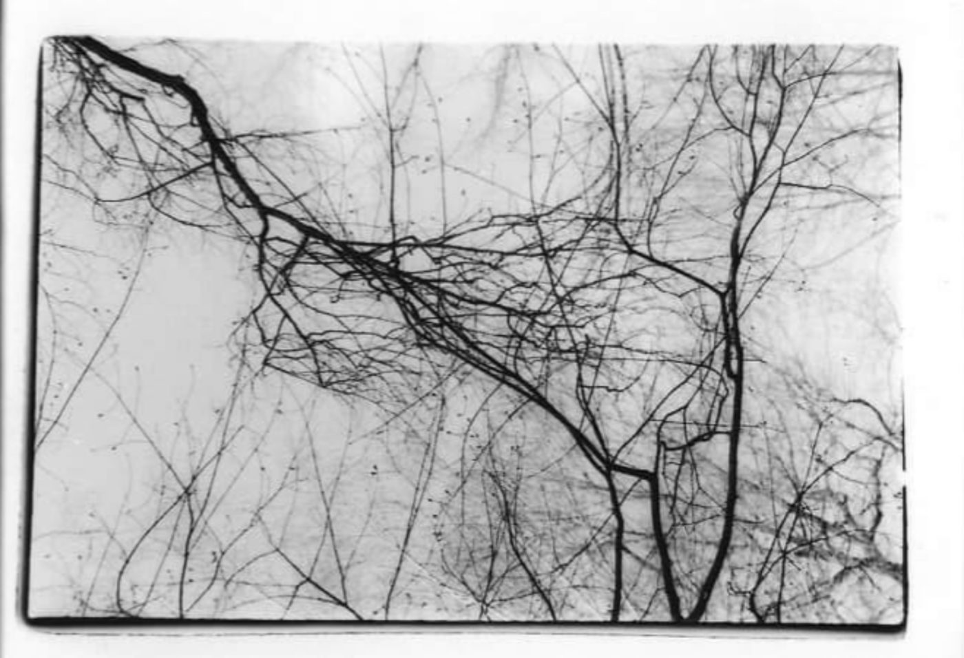 Darkroom prints BOOOOOOOM! CREATE * INSPIRE * COMMUNITY * ART