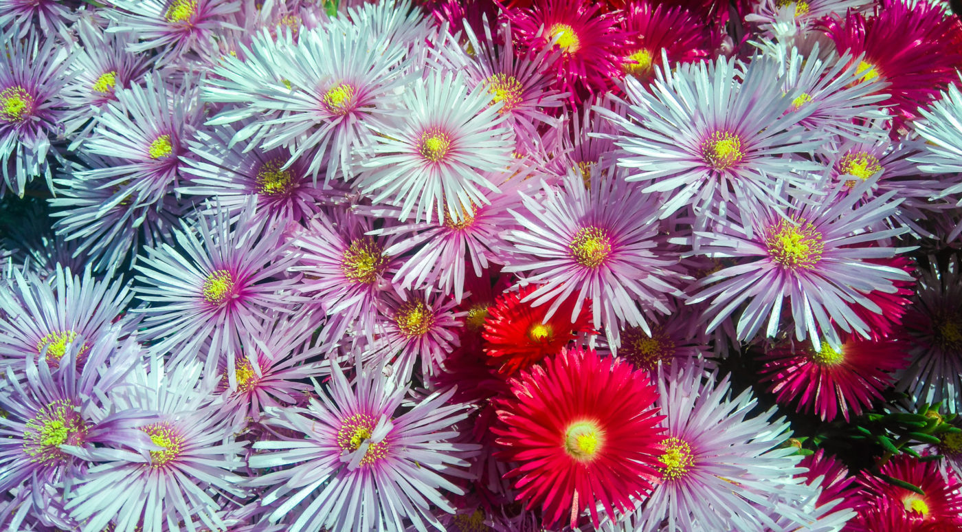 The Spring Flowers of Chile BOOOOOOOM! CREATE * INSPIRE * COMMUNITY