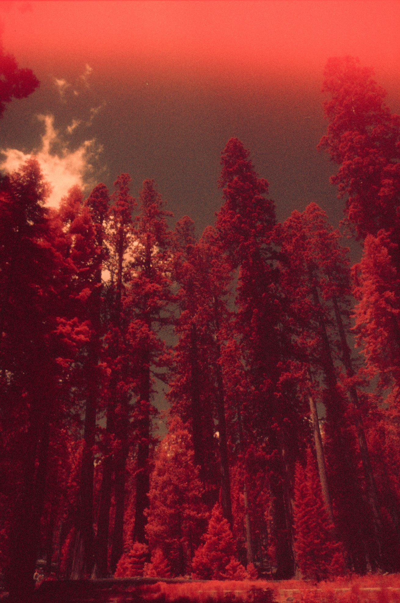 Nature on Aerochrome – BOOOOOOOM! – CREATE * INSPIRE * COMMUNITY * ART ...