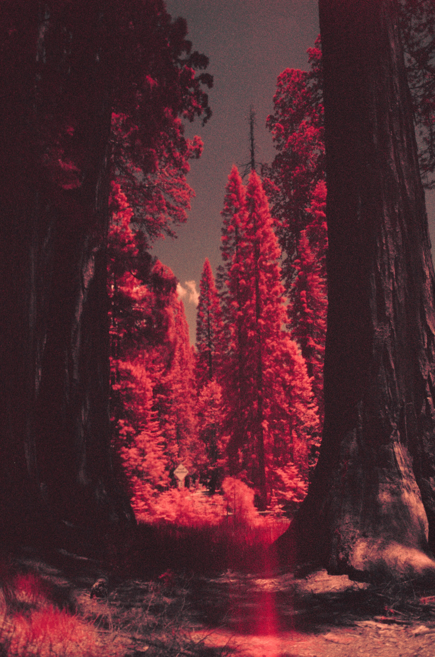 Nature on Aerochrome – BOOOOOOOM! – CREATE * INSPIRE * COMMUNITY * ART ...