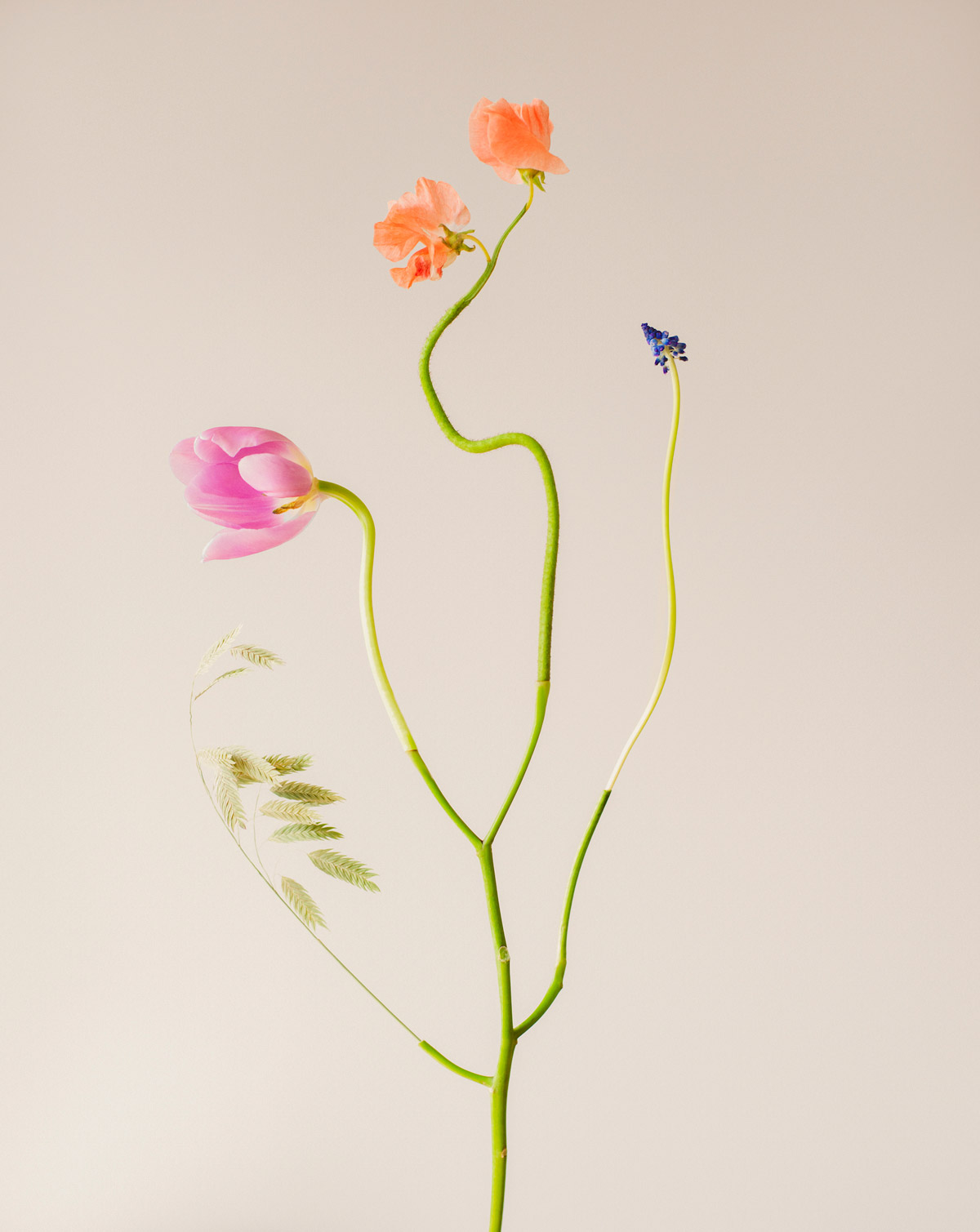 Jennifer Latour: Wild Flower no.22, Cypress Mountain, 2023 - Open Doors  Gallery