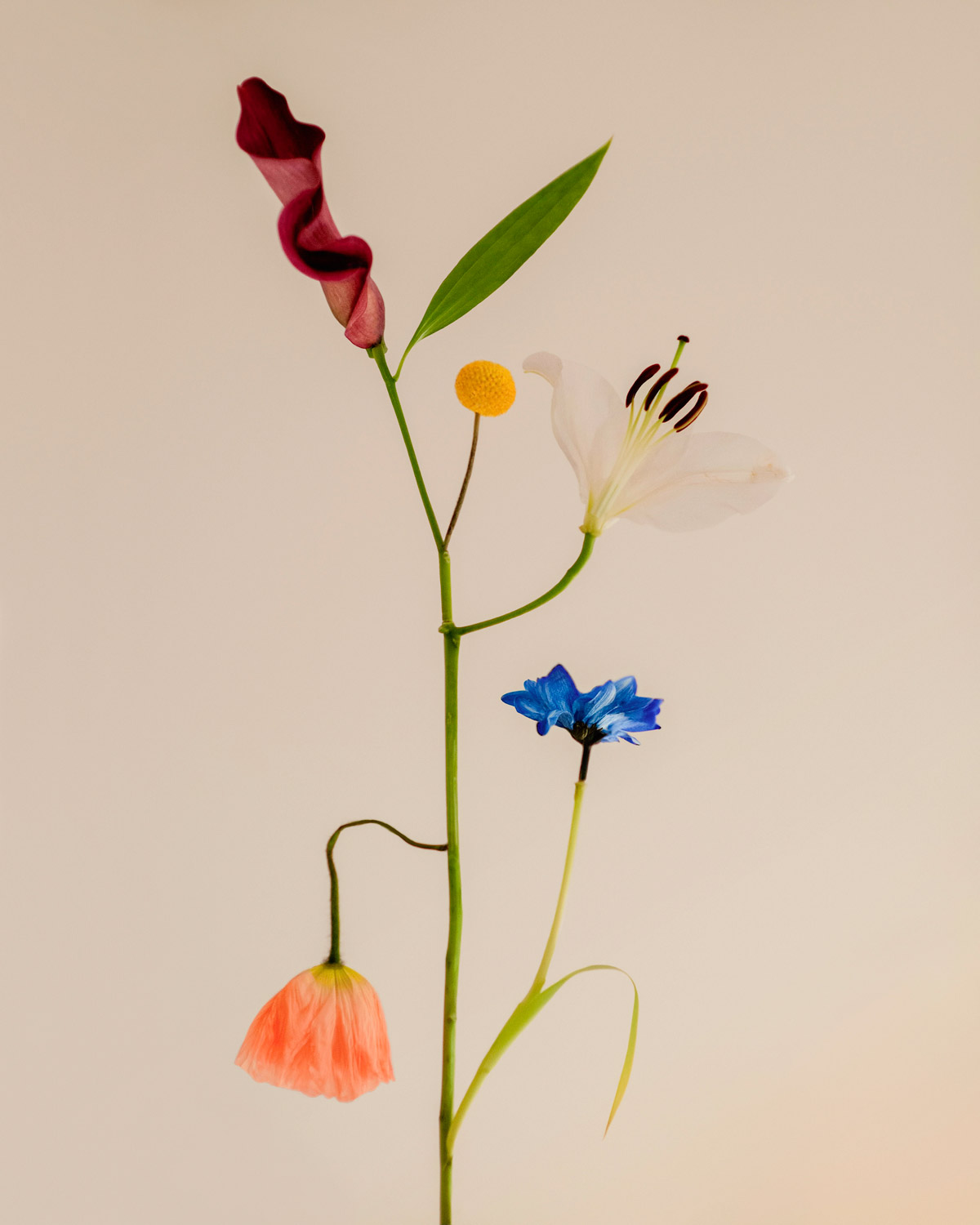 Jennifer Latour: Wild Flower no.22, Cypress Mountain, 2023 - Open Doors  Gallery