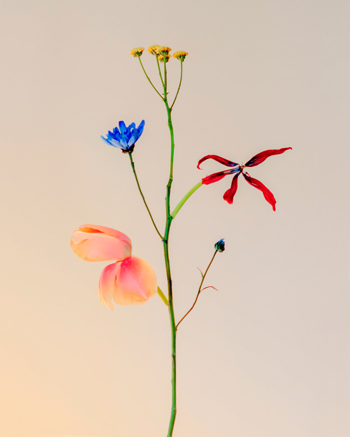 Jennifer Latour: Wild Flower no.22, Cypress Mountain, 2023 - Open Doors  Gallery