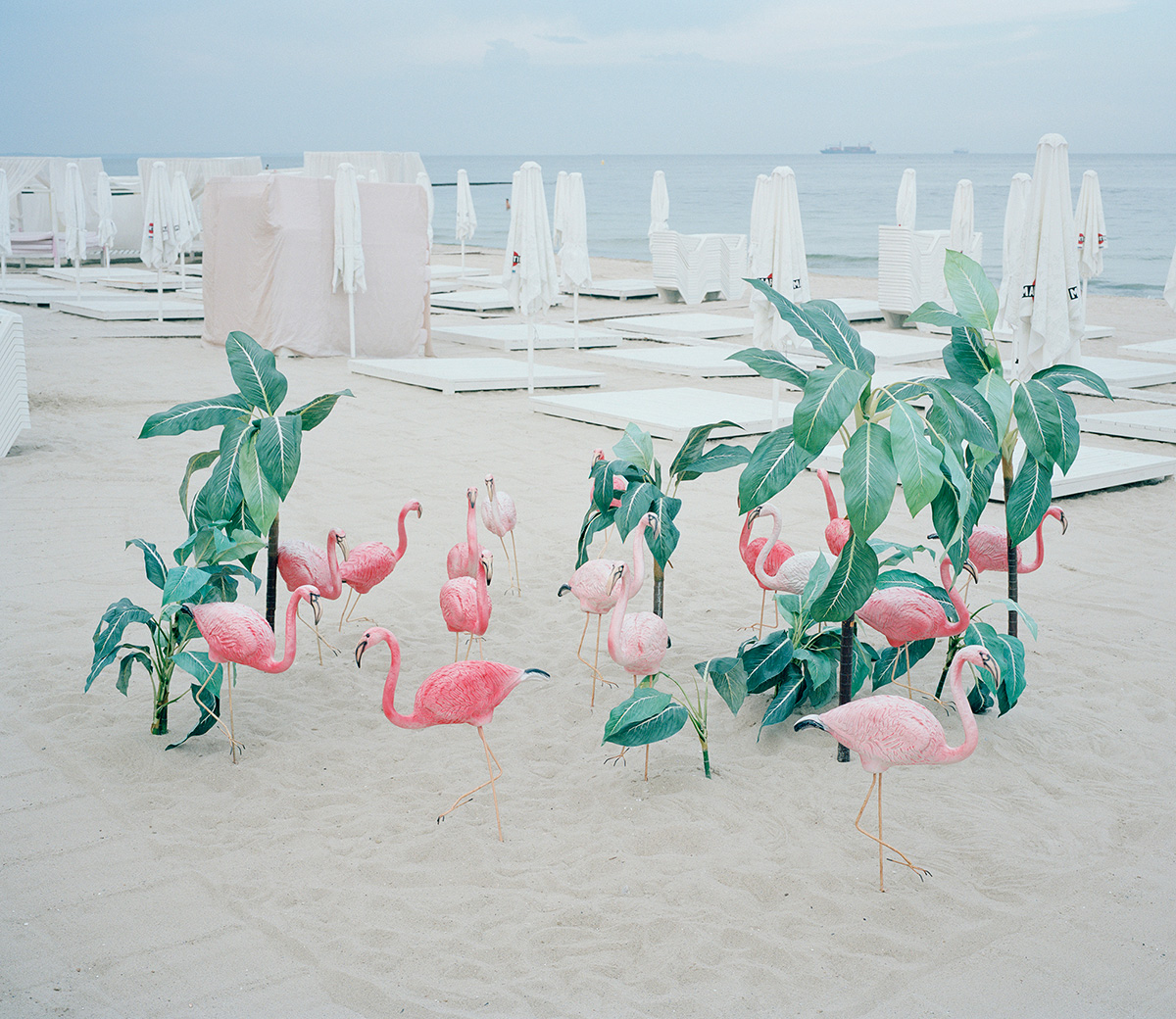 "Rest Behind the Curtain" pelo fotógrafo Michal Solarski Artes & contextos Flamingos Rest Behind Curtain