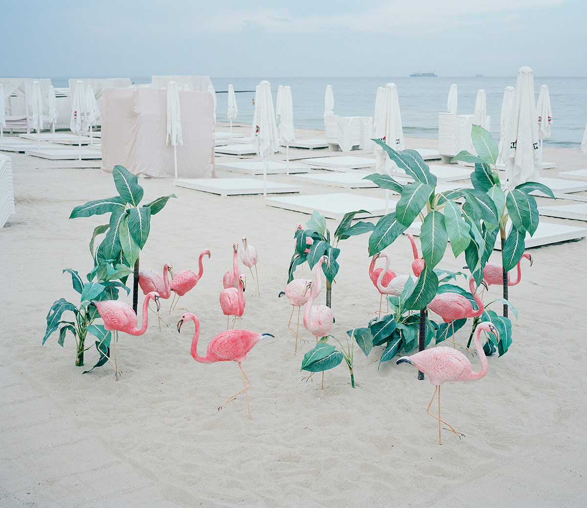 "Rest Behind the Curtain" pelo fotógrafo Michal Solarski Flamingos Rest Behind Curtain