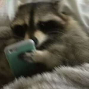 dirtyraccoon