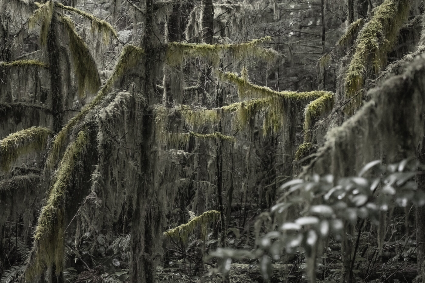 The Wild Side – BOOOOOOOM! – CREATE * INSPIRE * COMMUNITY * ART ...