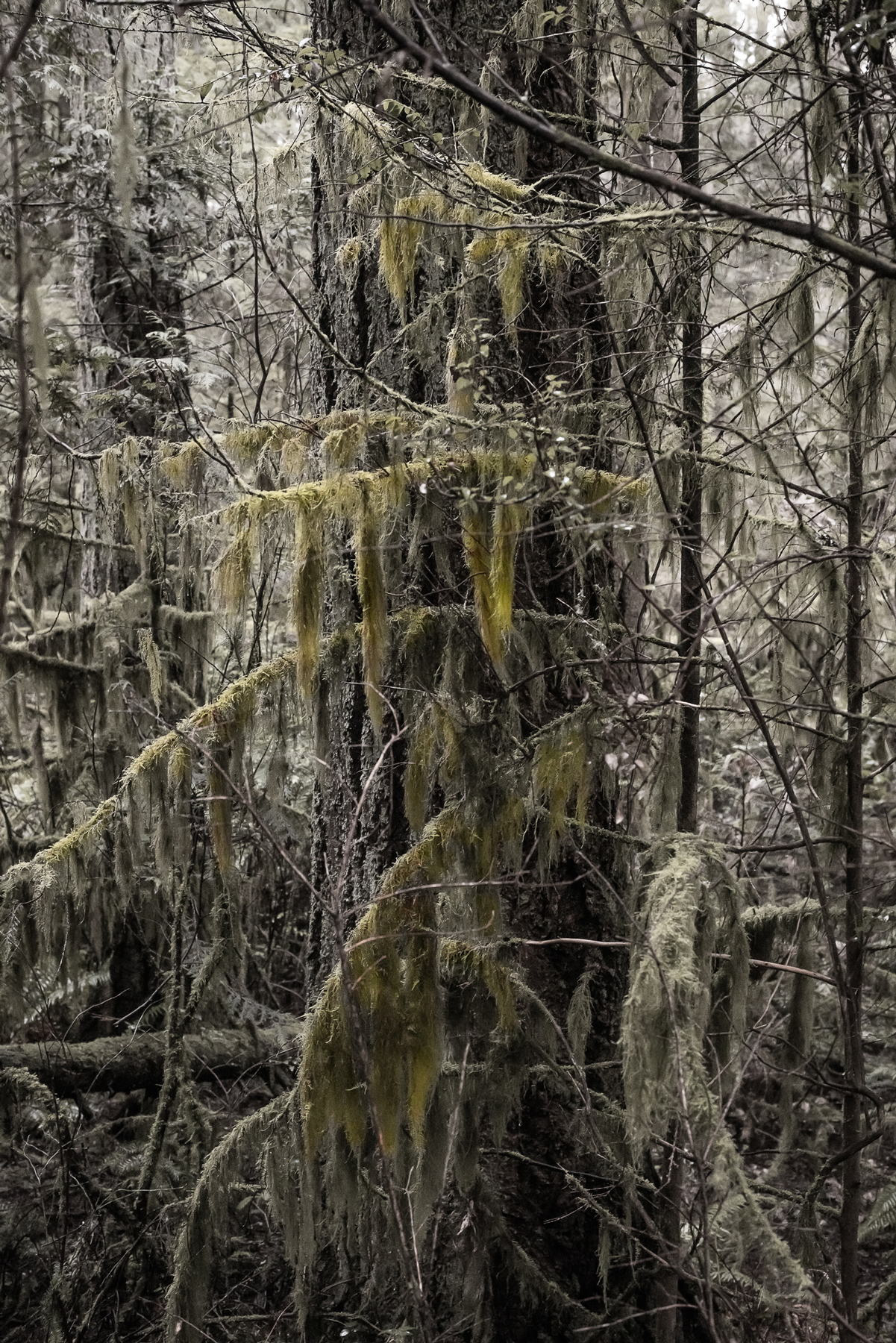 The Wild Side – BOOOOOOOM! – CREATE * INSPIRE * COMMUNITY * ART ...