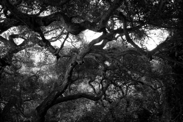  - Image 6 of 8