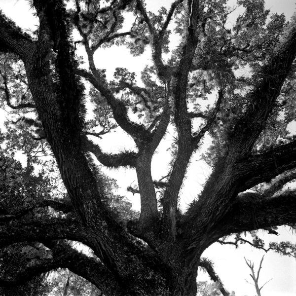  - Image 6 of 8