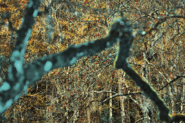  - Image 1 of 8