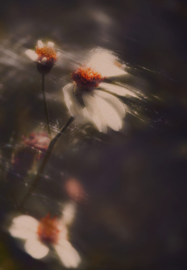  - Image 6 of 8