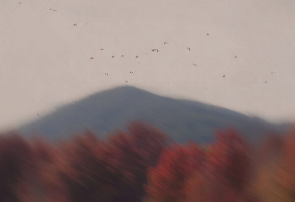  - Image 2 of 8