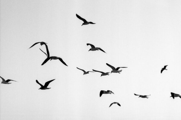  - Image 7 of 8