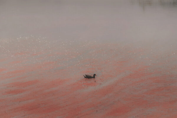  - Image 5 of 8