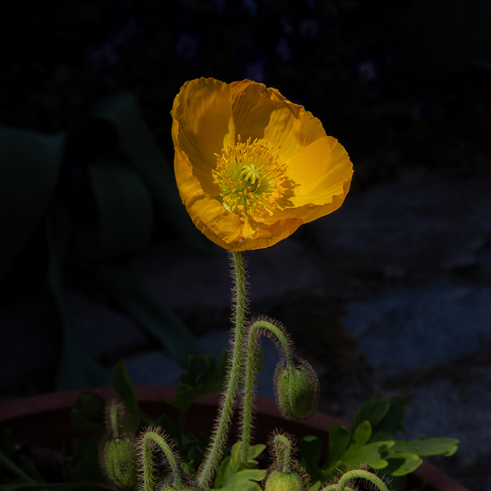 Image by Riley Goodman