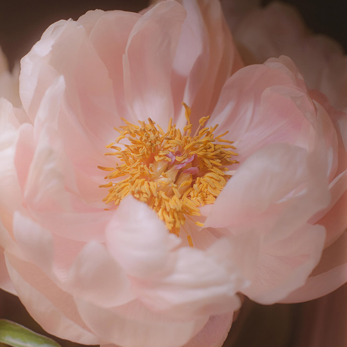 Image by Alan Nakkash