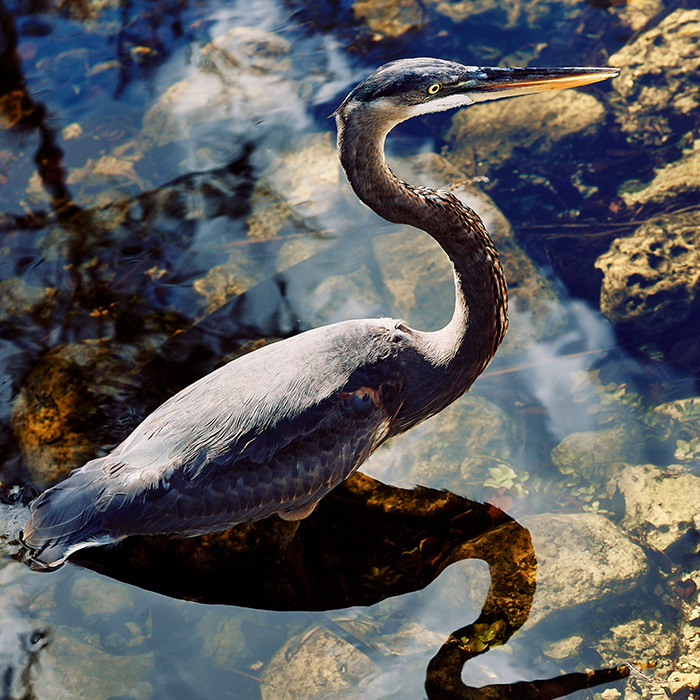 Image by Alfonso Duran