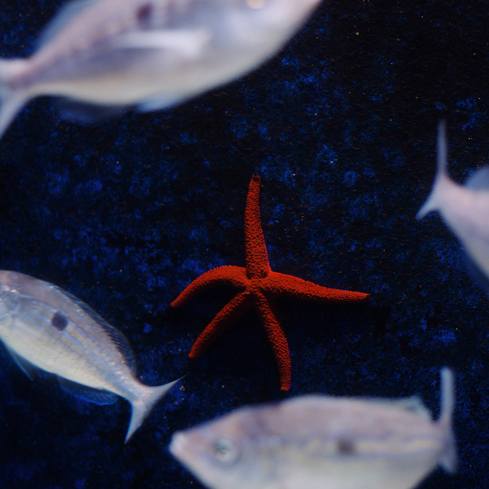 Image by Alice Angelini