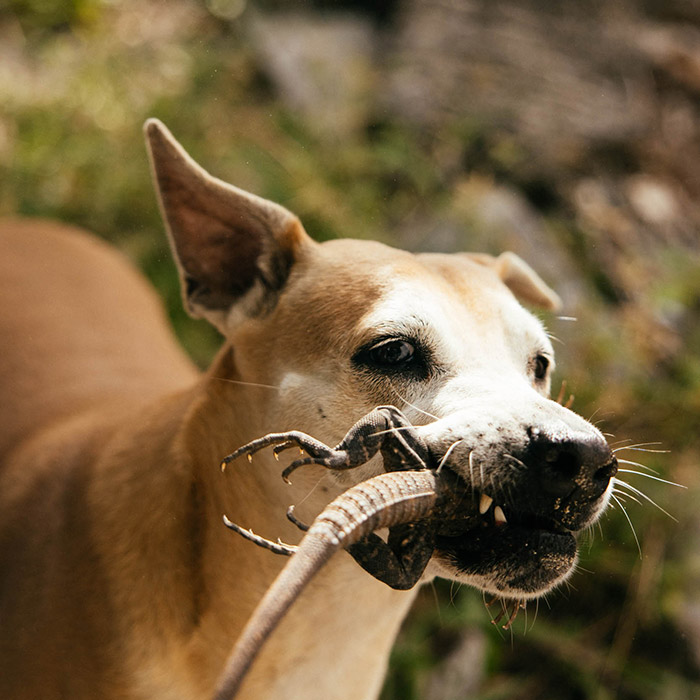 Image by Jeremy Koreski