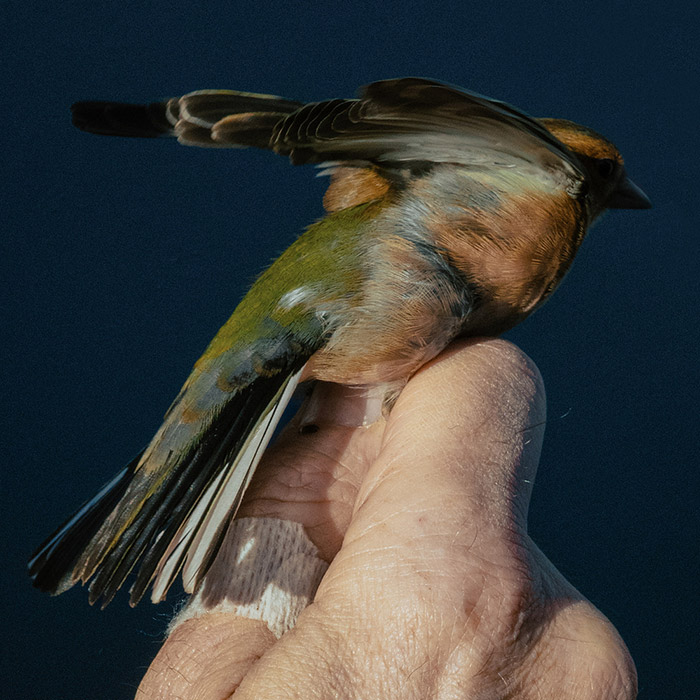 Image by Myles Shelly