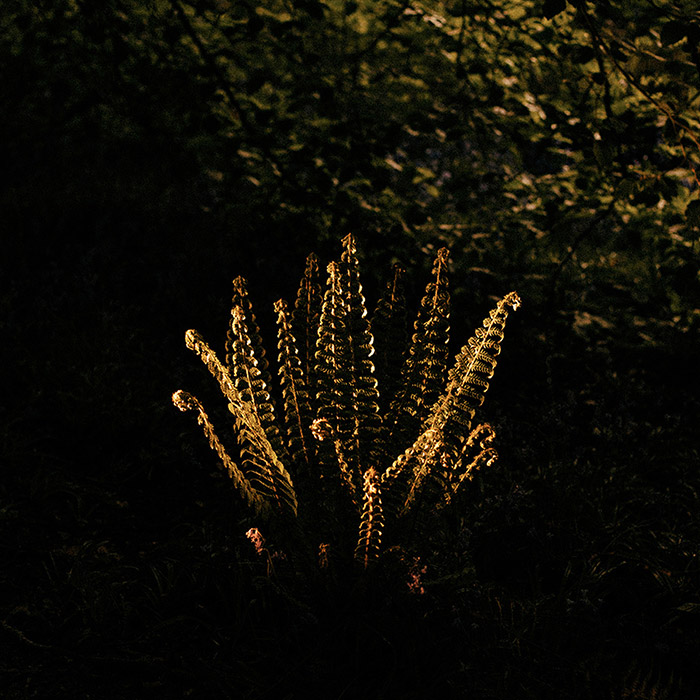 Image by Myles Shelly