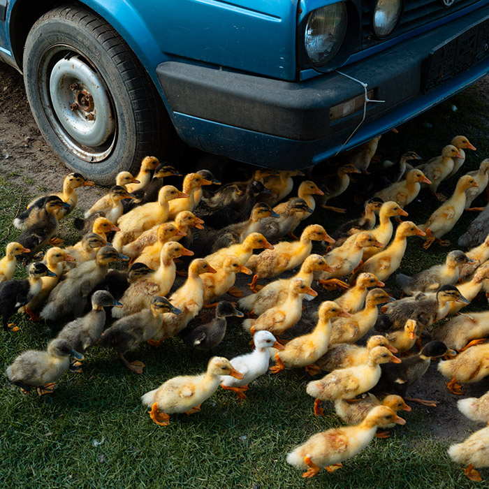 Image by Nemanja Podraščić