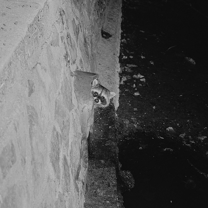 Image by Race Dillon