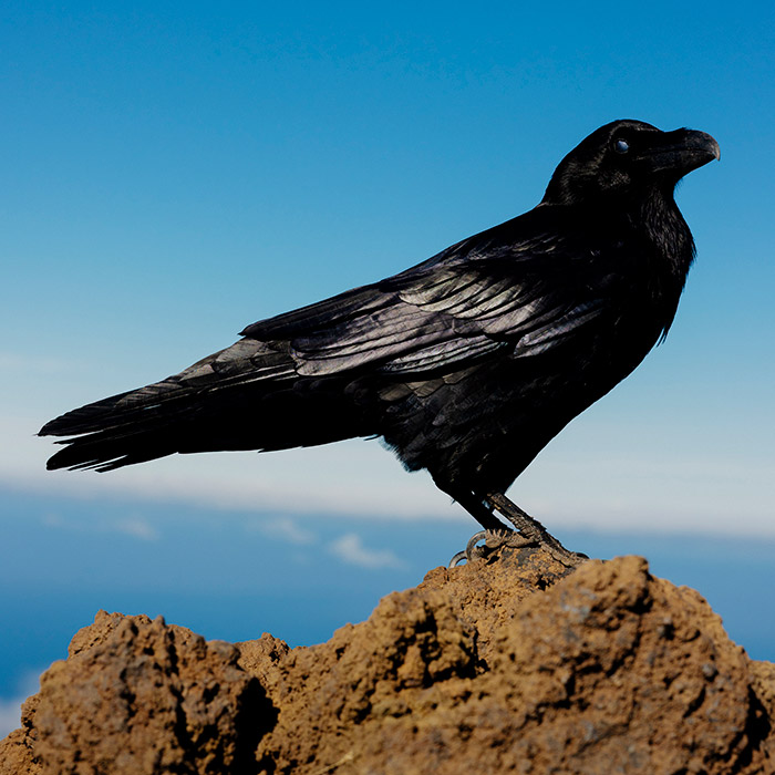 Image by Tobias Nicolai