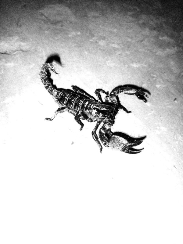  - Image 5 of 7