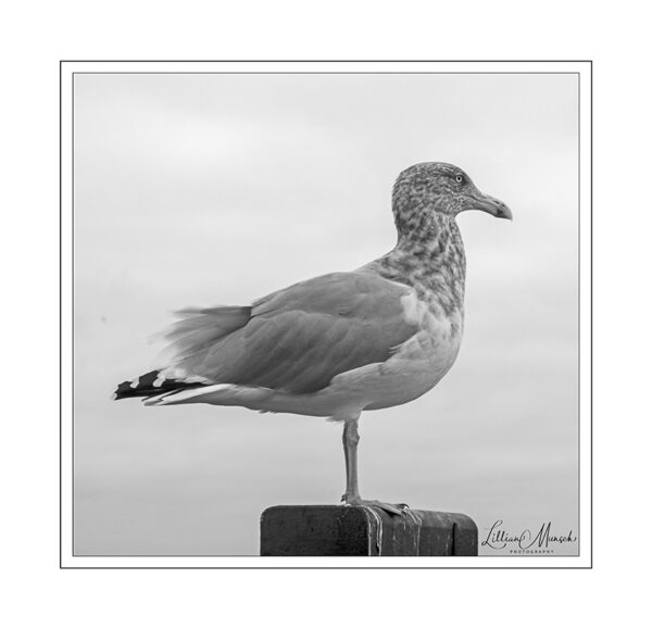  - Image 1 of 1
