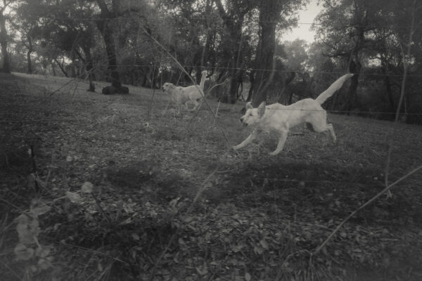  - Image 4 of 8