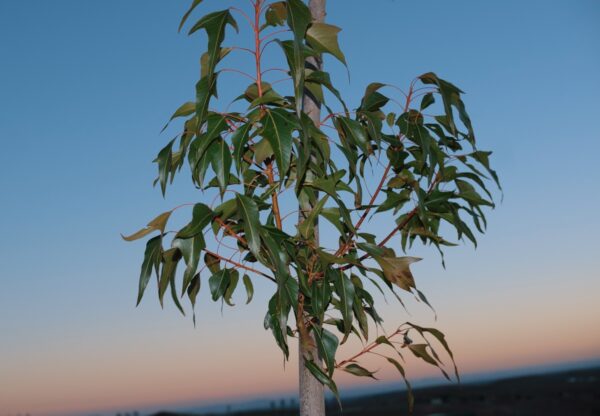  - Image 6 of 8