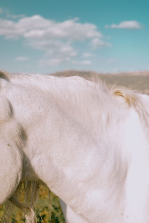  - Image 1 of 8