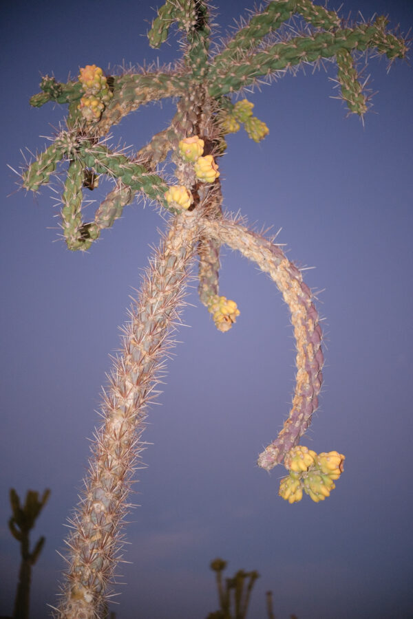  - Image 4 of 8