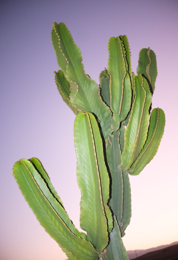  - Image 7 of 8