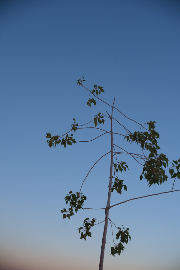  - Image 8 of 8