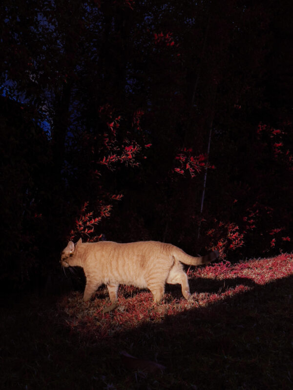  - Image 8 of 8